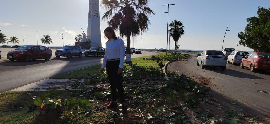 Condena Linda Cobos tala de árboles en Chetumal