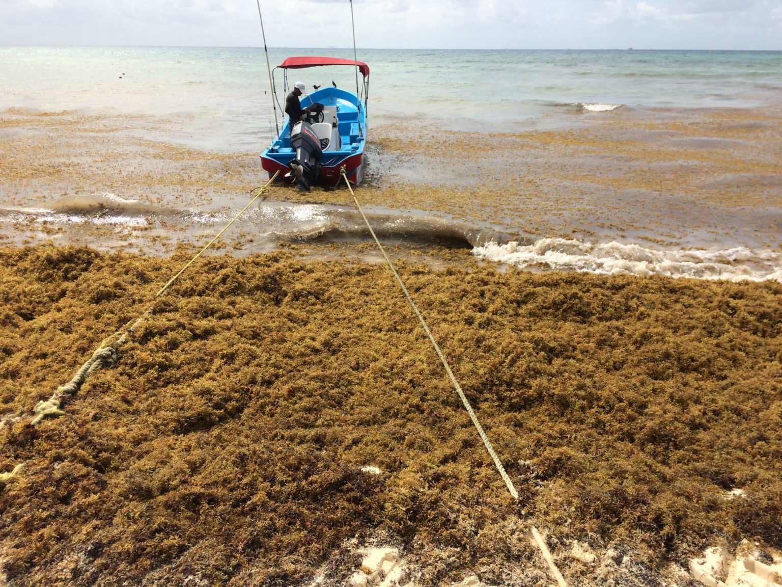 EL CARIBE MEXICANO GRITA AUXILIO || Advierte científica peligro para el mar turquesa en Quintana Roo