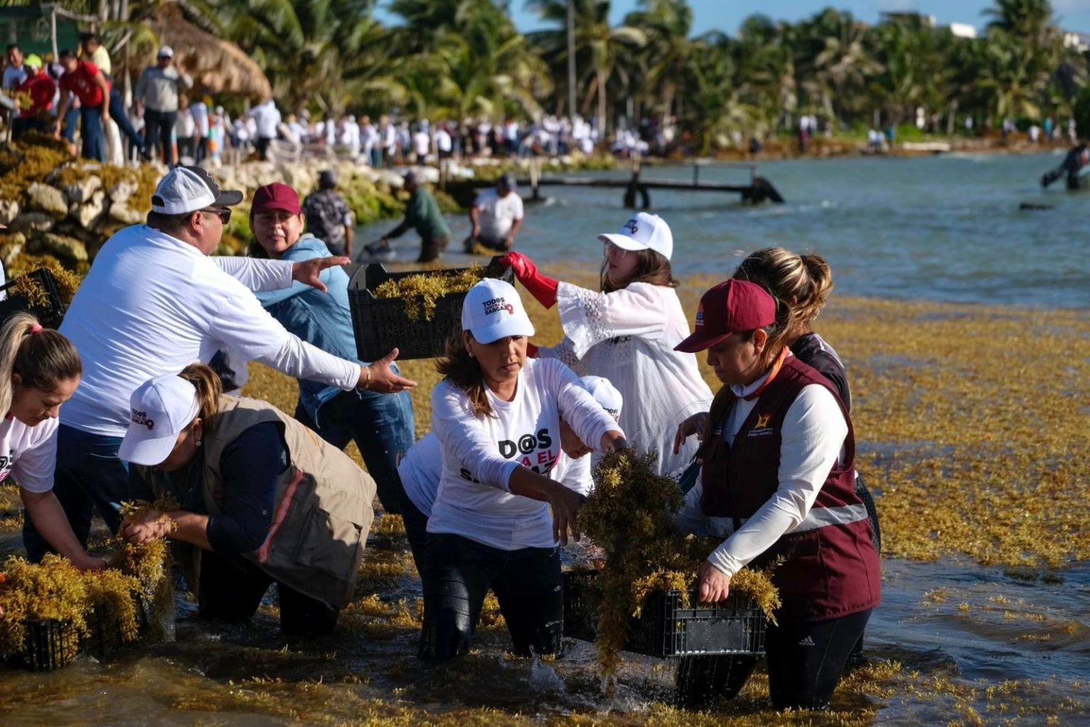 Mahahual en espera de las barreras anti sargazo, Semar sin maniobras