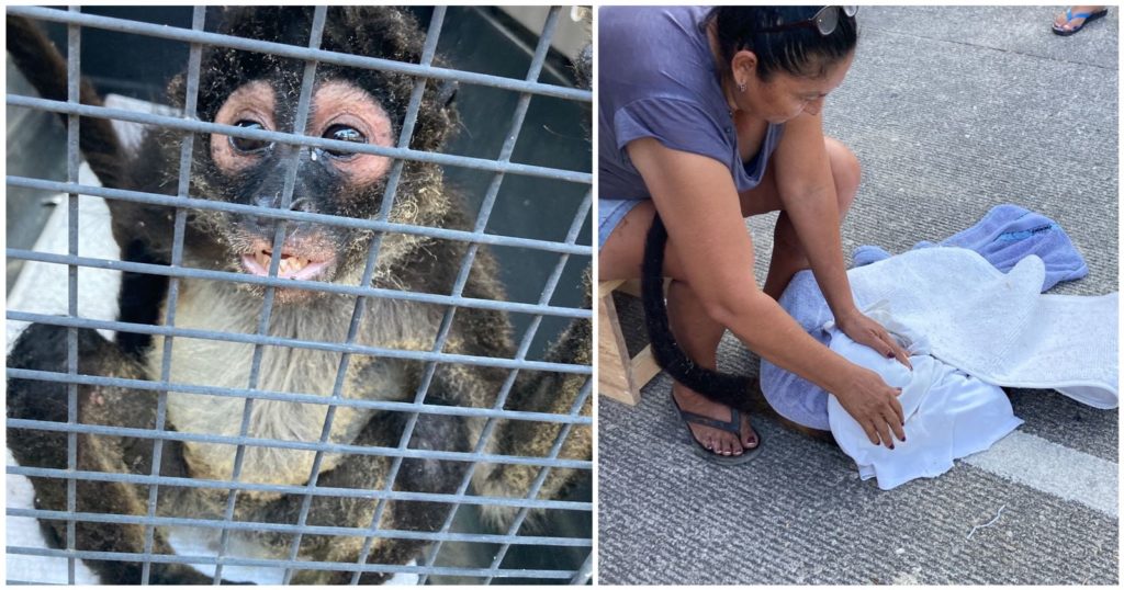 En observación veterinaria mono araña que sufrió quemaduras por un corto circuito