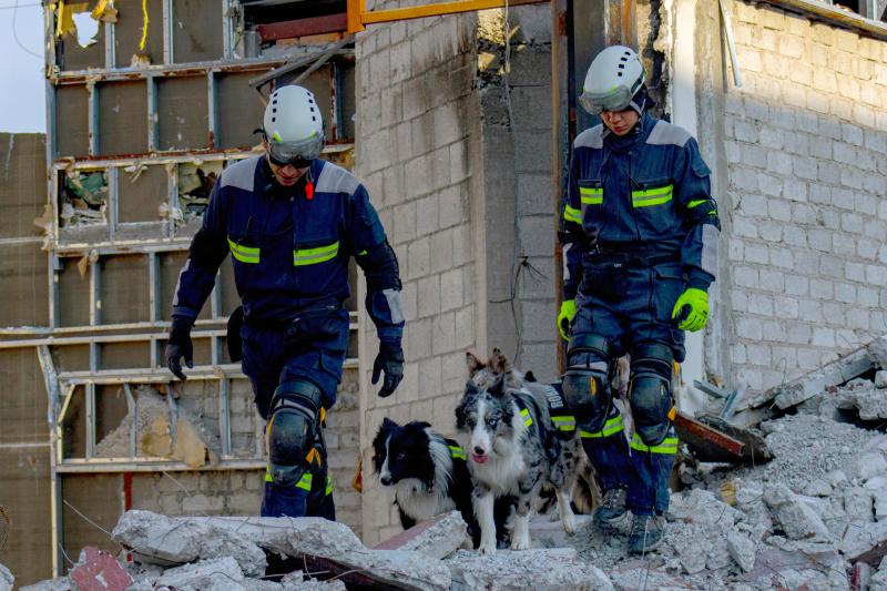 Entrenamiento de perros de rescate cobra popularidad en México debido a sismos - perros-rescatistas-cruz-roja3-1024x683