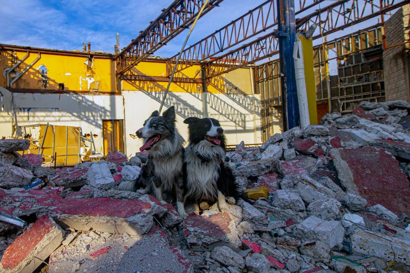 Entrenamiento de perros de rescate cobra popularidad en México debido a sismos - perros-rescatistas-cruz-roja2-1024x682