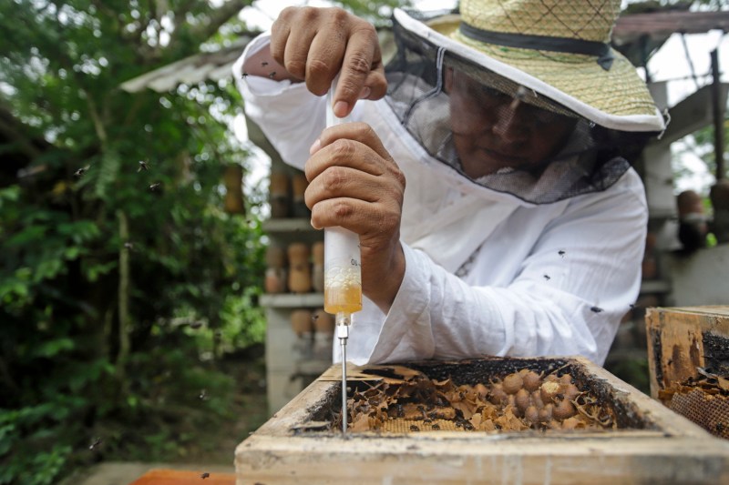 La abeja melipona produce en México una miel única y llena de propiedades - la-abeja-melipona-produce-en-mexico-una-miel-unica-y-llena-de-propiedades-2-1024x683
