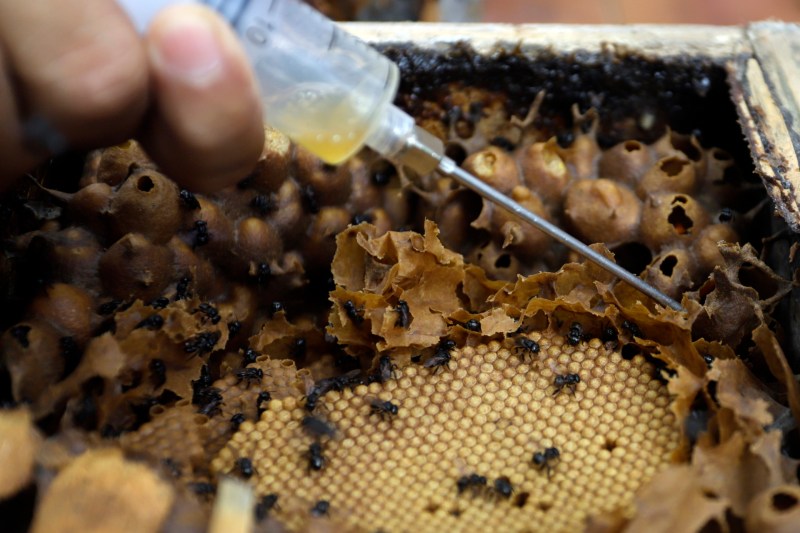 La abeja melipona produce en México una miel única y llena de propiedades - la-abeja-melipona-produce-en-mexico-una-miel-unica-y-llena-de-propiedades-3-1024x683