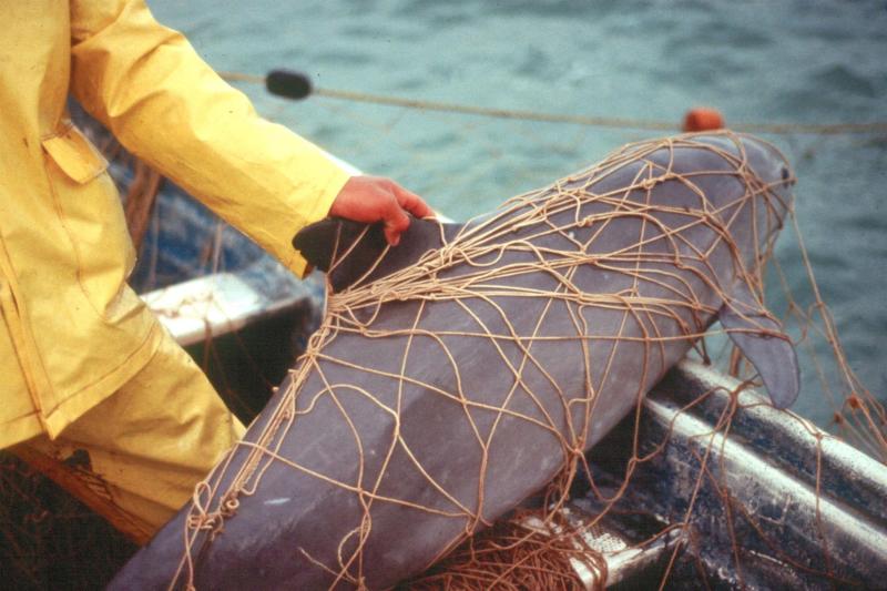 México trabaja un plan para prevenir la pesca de totoaba y proteger a la vaquita marina - vaquita-marina-atrapada-en-redes-de-pescadores-locales-en-aguas-del-mar-de-cortes-en-el-noroeste-de-mexico-1024x683