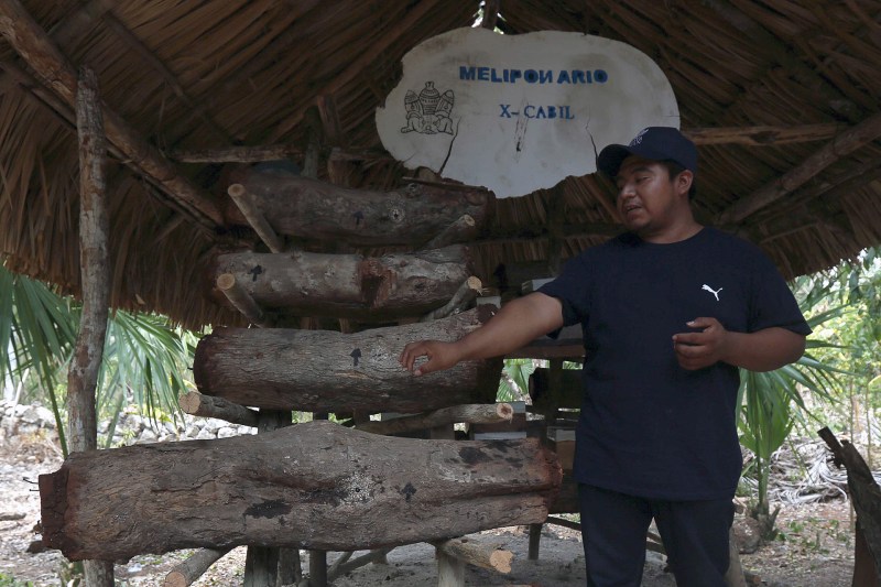 X-Cabil, el pueblo de la zona maya en México que lucha por las abejas - x-cabil-el-pueblo-de-la-zona-maya-en-mexico-que-lucha-por-las-abejas-2-1024x683