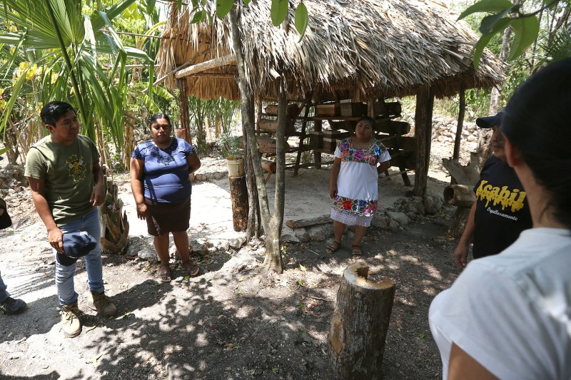 X-Cabil, el pueblo de la zona maya en México que lucha por las abejas - x-cabil-el-pueblo-de-la-zona-maya-en-mexico-que-lucha-por-las-abejas-1024x683