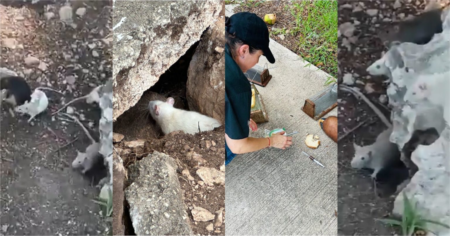 60 roedores fueron rescatados del fraccionamiento Marsella