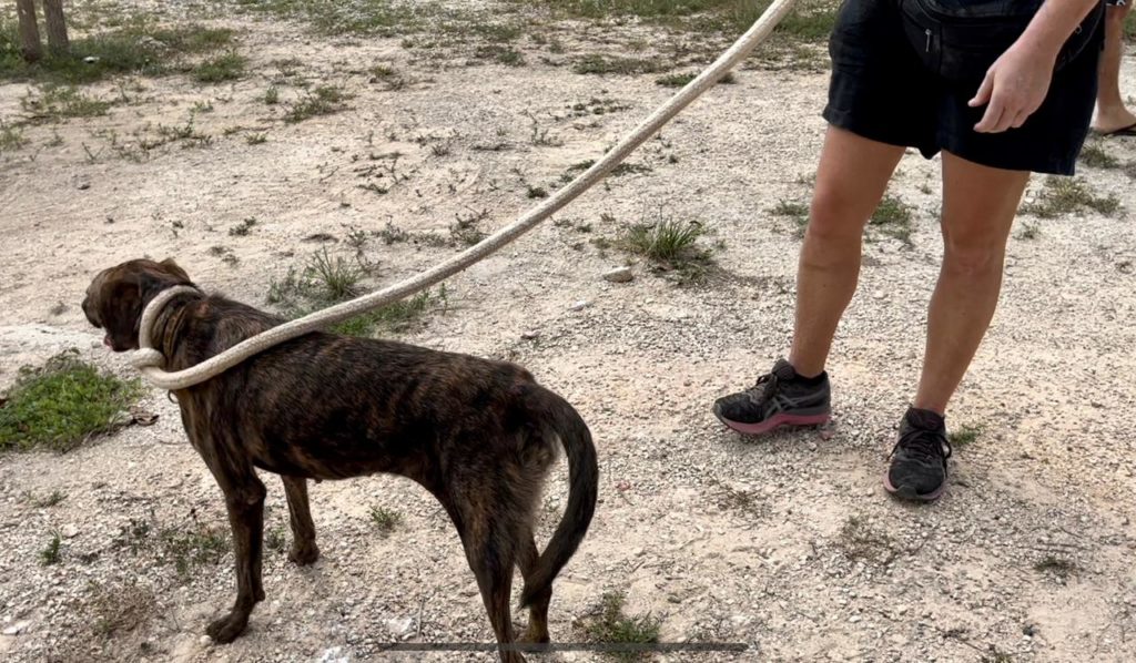 Infractores no solo podrán limpiar playas para librar la multa o el arresto, ahora pasean a perritos