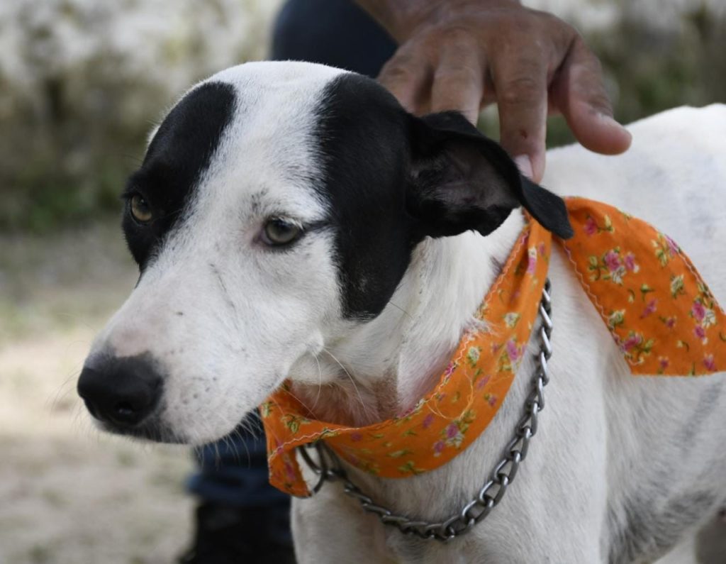 Buscan hogar para nueve lomitos en el CACF de Chetumal
