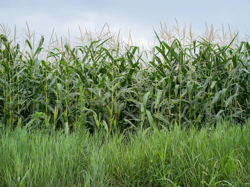 México presenta superávit en su balanza comercial agroalimentaria en los primeros siete meses de 2023 - agricultura-maiz-campo-agroalimentario-mexicano-1024x768