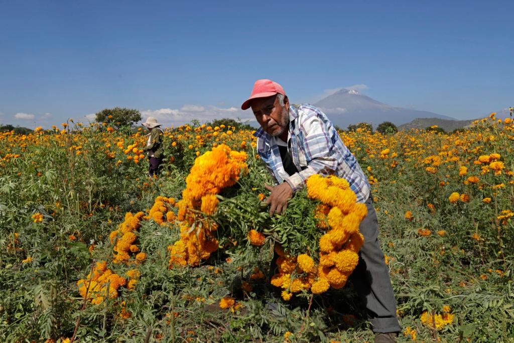 Flor de cempasúchil está lista para llegar a los altares mexicanos en el Día de Muertos - cempasuchil-atlixco-puebla-1024x683