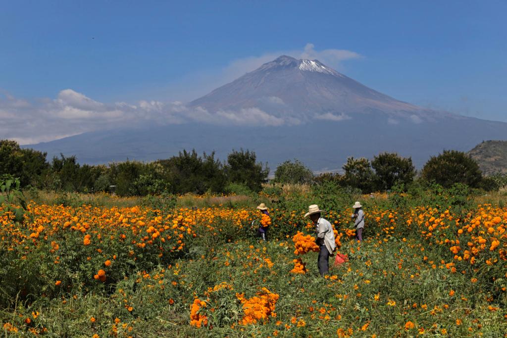 Flor de cempasúchil está lista para llegar a los altares mexicanos en el Día de Muertos - cempasuchil-atlixco-puebla-2-1024x683