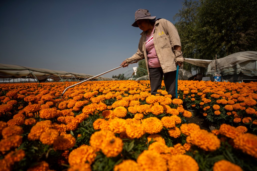 Producción de flor de cempasúchil en México incrementará a 2 mil 448 hectáreas en 2023 - flores-de-cempasuchitl1-1024x683