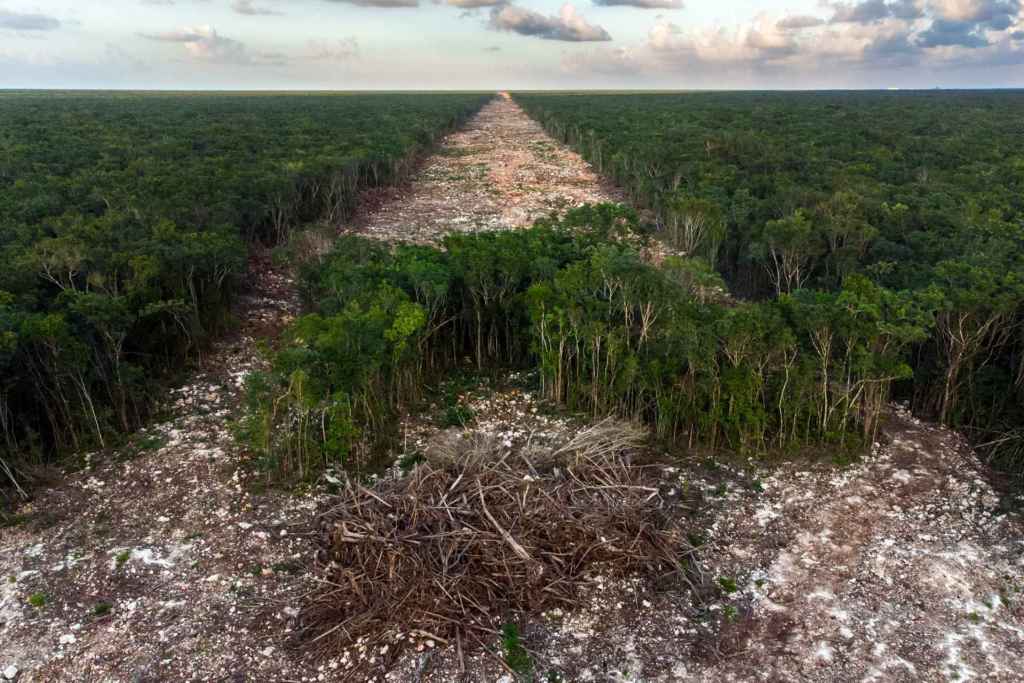 Tren Maya derribó más de 10 millones de árboles en sureste de México - fernando-constantino-martinez-belmar-tren-maya-fotografia-1024x683