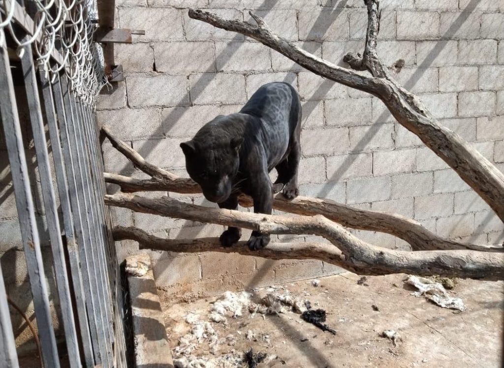 Aseguran a una pantera que atacó a una niña en Chihuahua