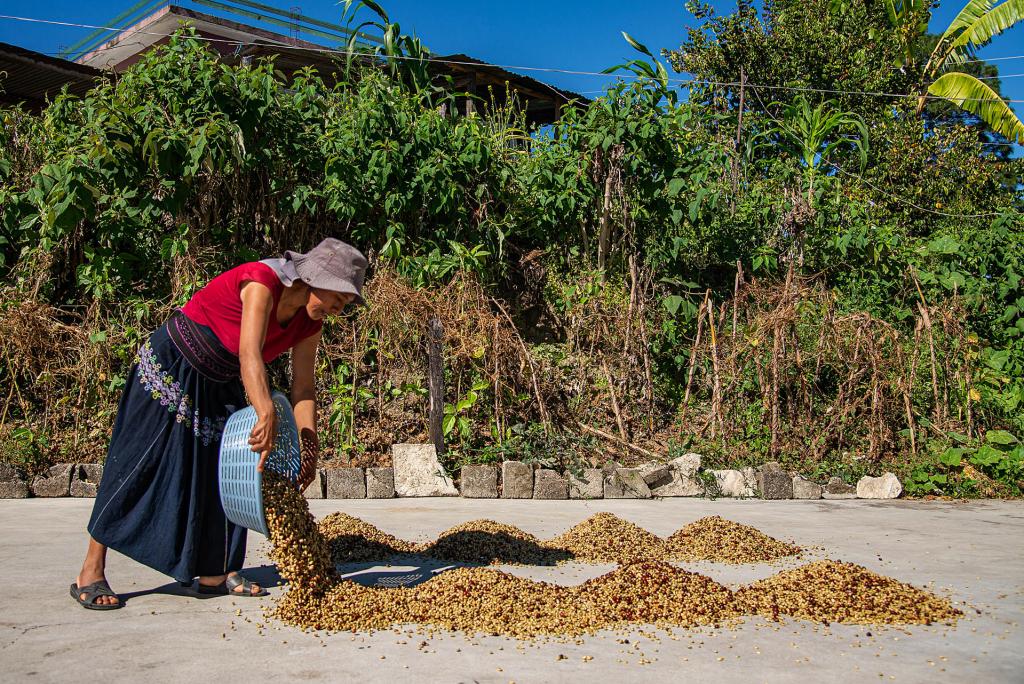 Cafetaleros de Chiapas pierden hasta el 30 % de sus cosechas por crisis climática - cosecha-de-cafe-en-chiapas-1024x684