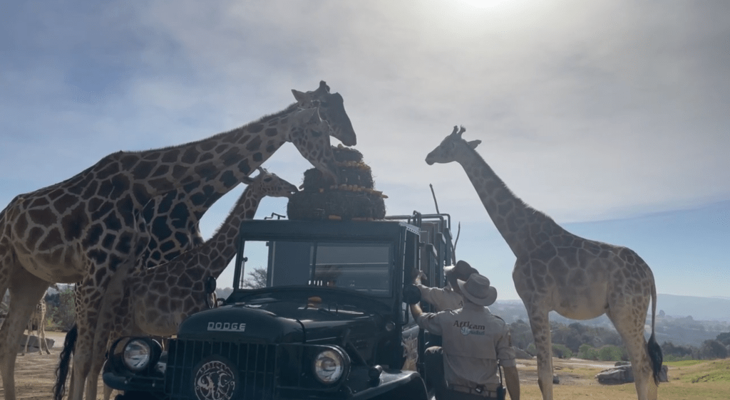 Jirafa Benito conoce a su nueva familia en Africam Safari. Foto tomada de video