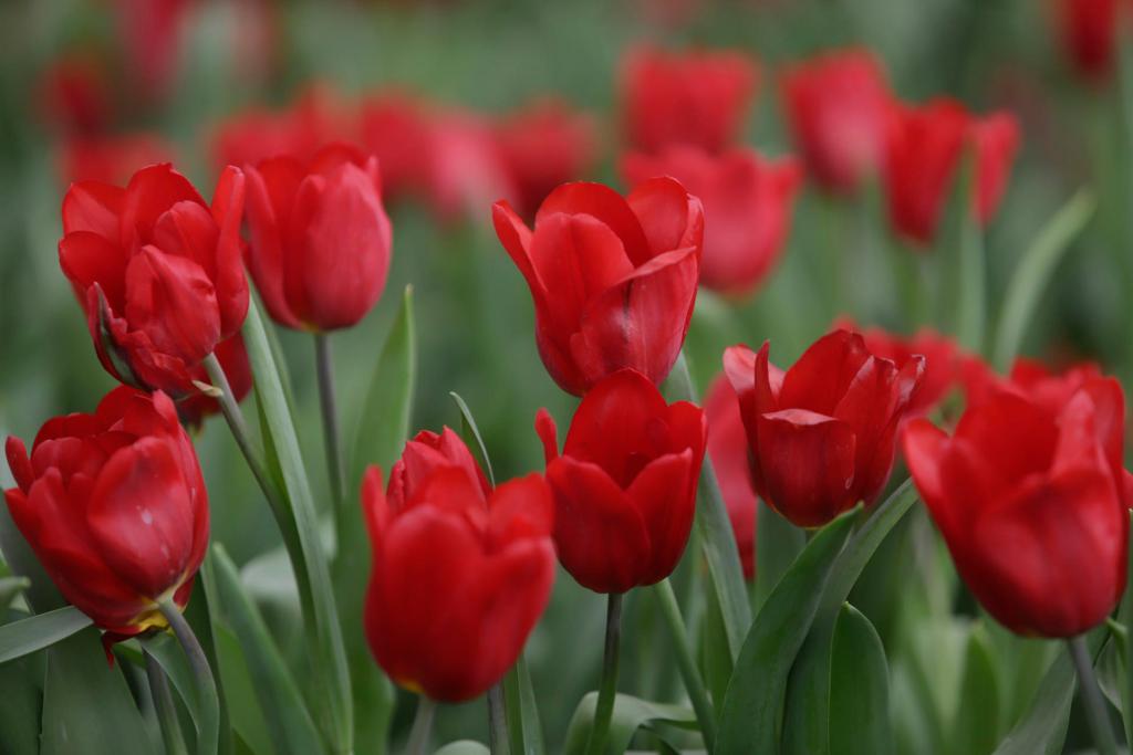 Atlixco se alista para San Valentín con miles de tulipanes - tulipanes-cultivados-en-atlixco-1024x683