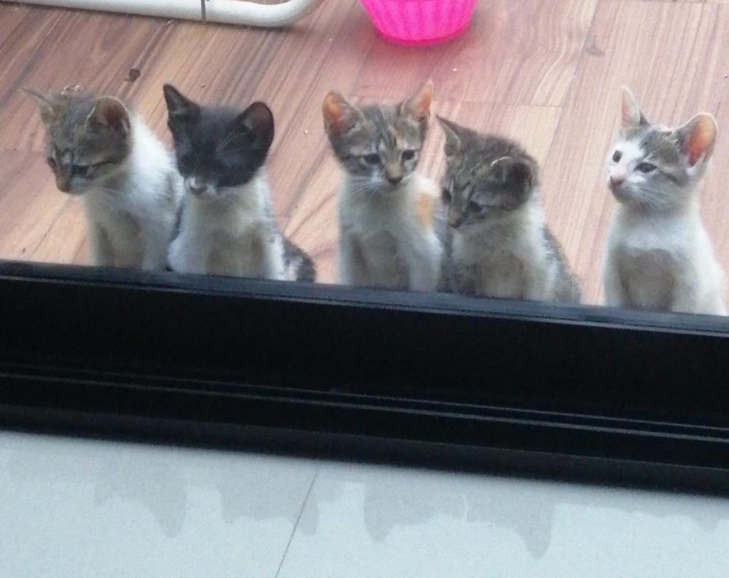 Denuncian despiadado maltrato animal, otra vez Chetumal