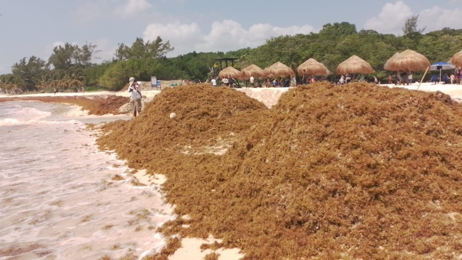 Se suma Cuba a la investigación del tratamiento del sargazo en Solidaridad