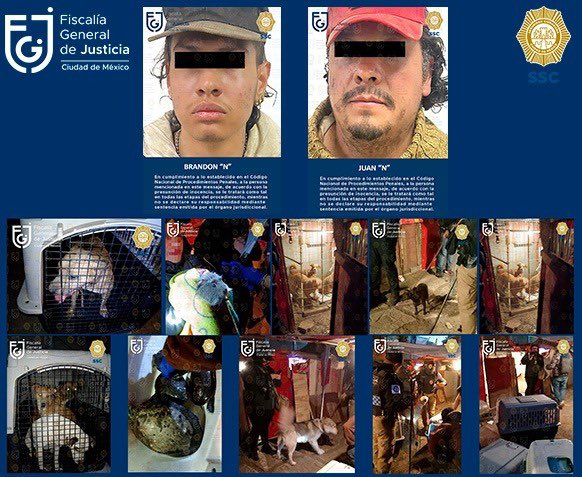 Rescatan en Xochimilco a perros, tortugas y un cuyo hacinados - detenidos-y-animales-asegurados-en-xochimilco