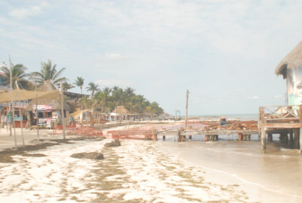 Recala gran cantidad de sargazo en playas de Holbox