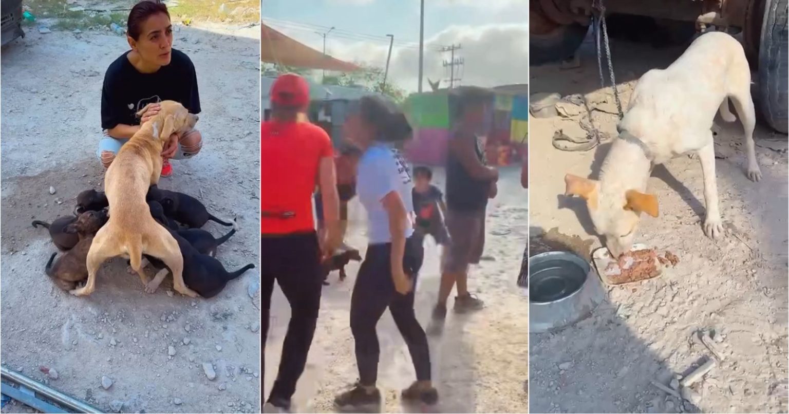 Rescatan a cachorros, acusan maltrato animal en la “Feria” de Playa del Carmen