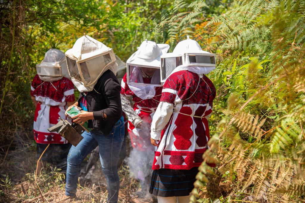Mujeres indígenas luchan contra la crisis climática al salvar abejas en Chiapas - apicultoras-indigenas-de-chalchiuitan-chiapas-1024x684