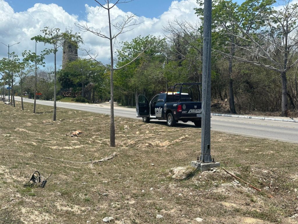 Pierde la vida venadito afuera del parque Xcaret, lo atropellaron