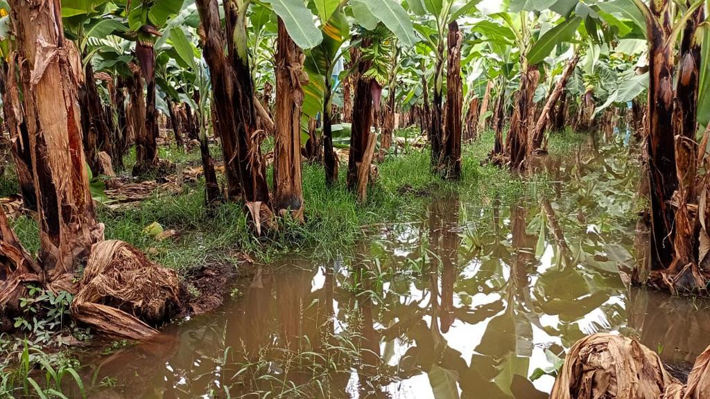 Agricultores de Chiapas urgen declaratoria de desastre por lluvias - cultivos-en-chiapas-inundados-1024x576