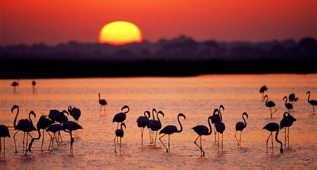 México es el país con menor regulación para proteger su biodiversidad, revela estudio