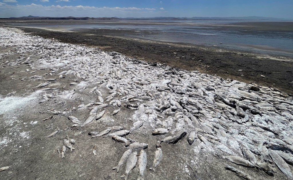 Sequía mata a cientos de miles de peces en Chihuahua - sequia-mata-a-cientos-de-miles-de-peces-en-el-norte-de-mexico2-1024x629