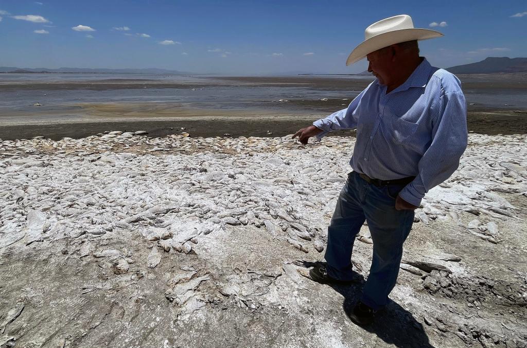 Sequía mata a cientos de miles de peces en Chihuahua - sequia-mata-a-cientos-de-miles-de-peces-en-el-norte-de-mexico3-1024x676