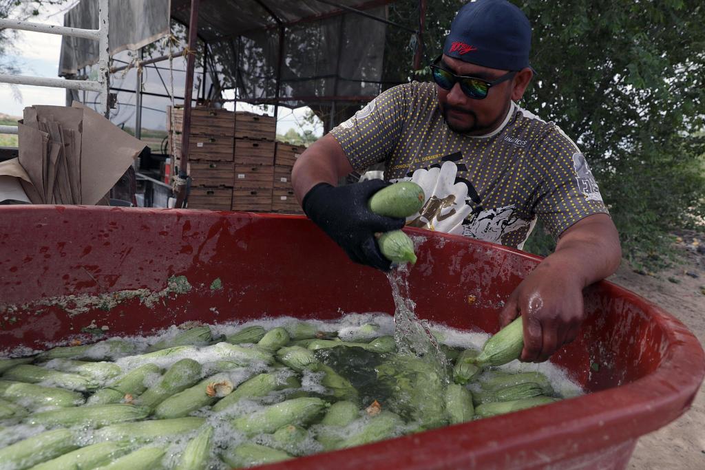 Agricultores innovan para cosechar hortalizas en el desierto de Chihuahua - cosecha-de-calabacita-con-tecnica-israeli-de-cuidado-del-agua-1024x683