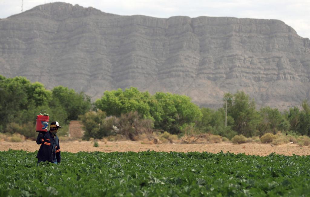 Agricultores innovan para cosechar hortalizas en el desierto de Chihuahua - cosecha-de-hortalizas-en-chihuahua-1024x652