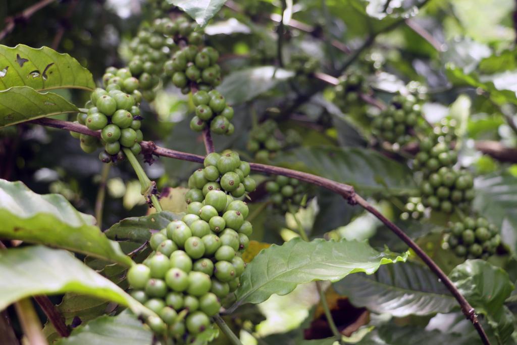 Se agrava sequía en Chiapas; ya afecta el 80 % de las cosechas cafetaleras - plantacion-de-cafe-1024x683