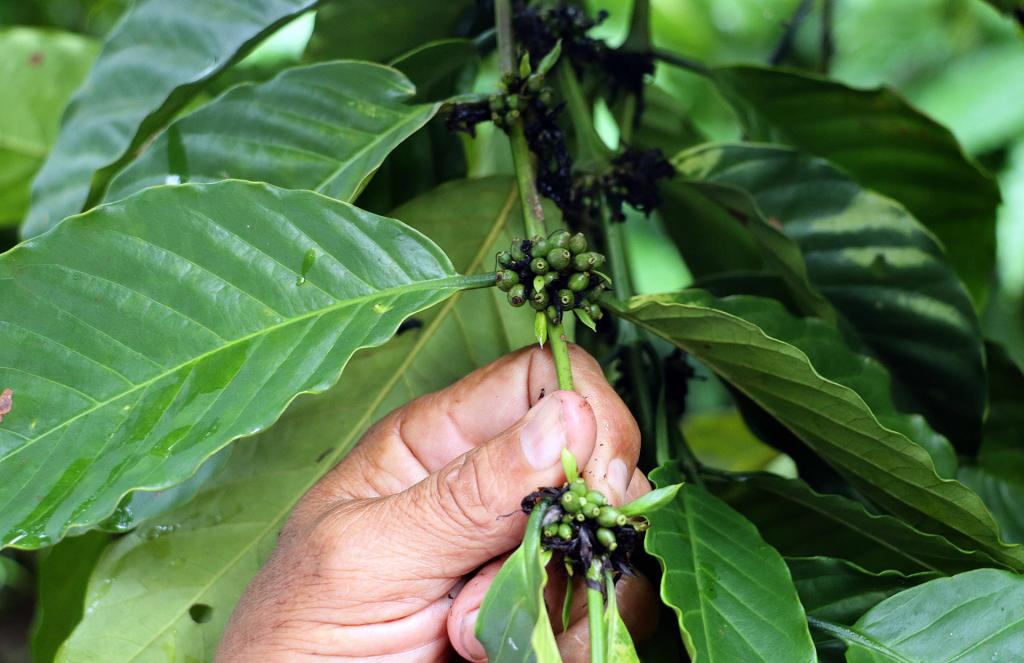 Se agrava sequía en Chiapas; ya afecta el 80 % de las cosechas cafetaleras - cafe-en-planta-1024x663