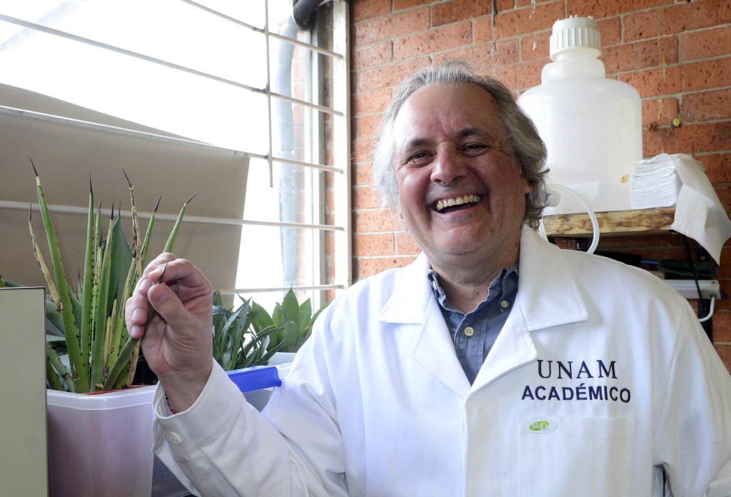 UNAM indaga el genoma del agave para que sobreviva al calentamiento global - investigador-luis-enrique-eguiarte-de-la-unam-1024x696