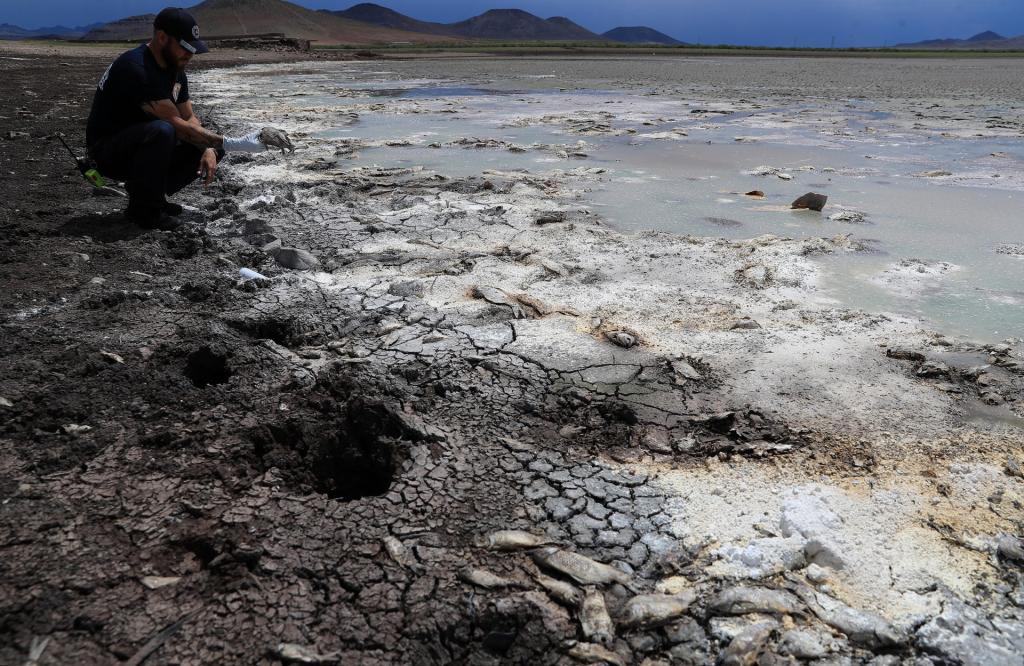 Falta de lluvia seca tres lagunas y mata miles de peces en Chihuahua - laguna-seca-en-chihuahua-ch-1024x666