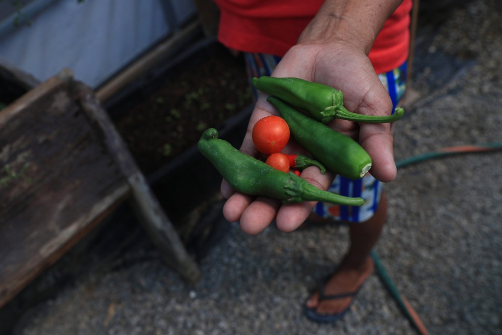 Migrantes varados en Ciudad Juárez cultivan sus propios alimentos - migrantes-varados-en-ciudad-juarez-cultivan-sus-propios-alimentos-1024x683