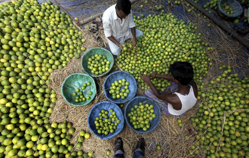 Productores de limón paran actividades en Michoacán por asesinato de compañero - limon-limones-michoacan-1024x651