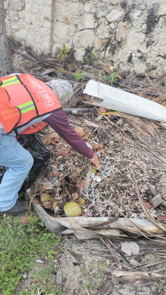 Gobierno de José Luis Chacón libera de sargazo y residuos sólidos el malecón de Cozumel, tras el paso de Milton