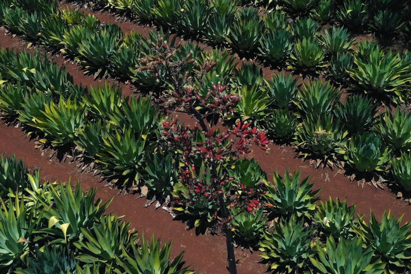 Diversidad genética del agave cae casi 100 % en México por falta de polinización - agave-en-guadalajara-jalisco-1024x683