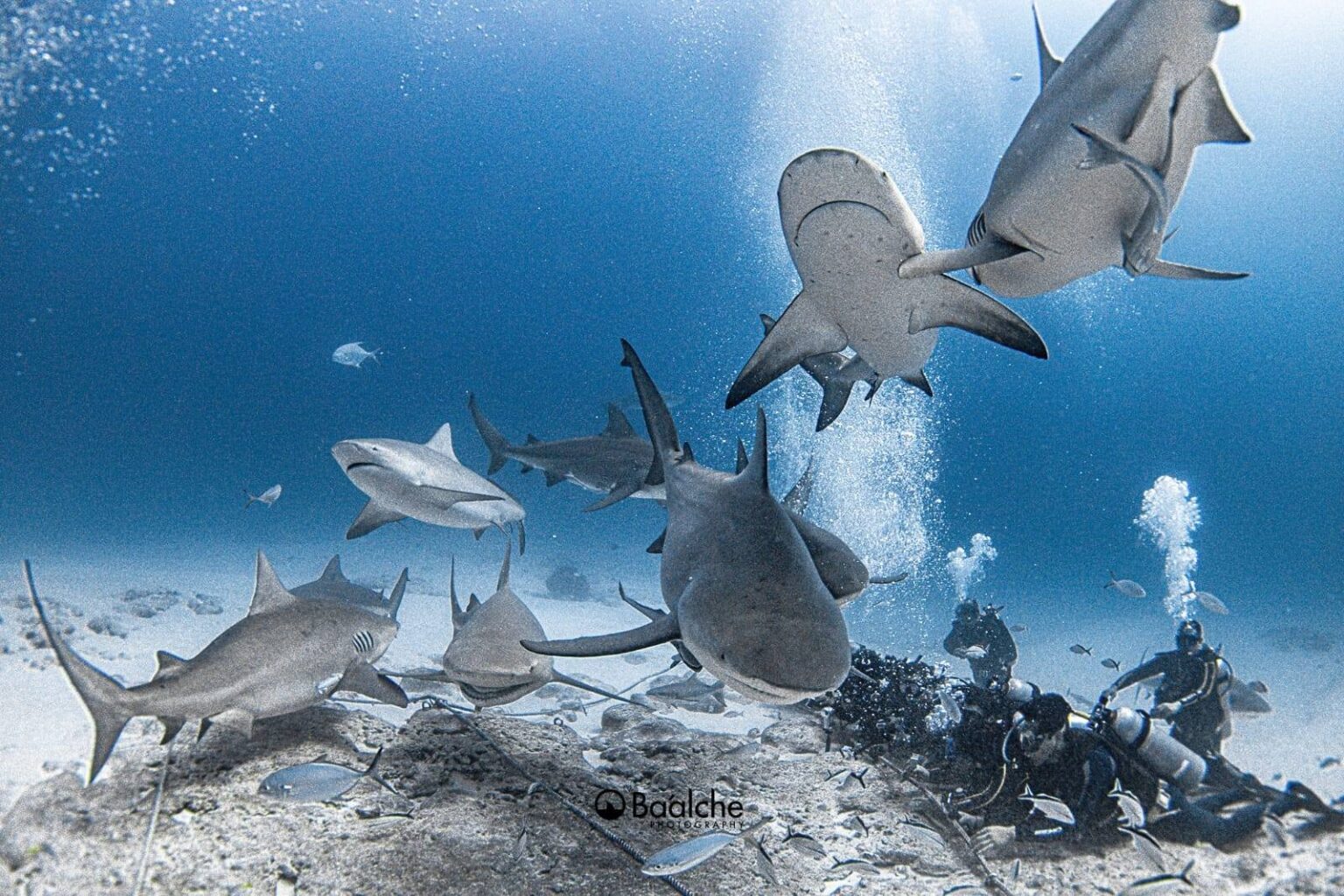 Registra temporada de tiburón toro hasta 26 avistamientos en Playa del Carmen