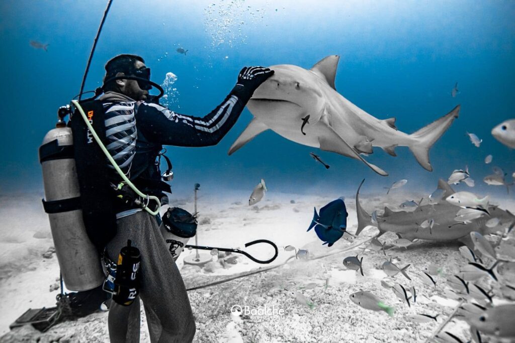 Identifican seis nuevas hembras de tiburón toro en Playa del Carmen