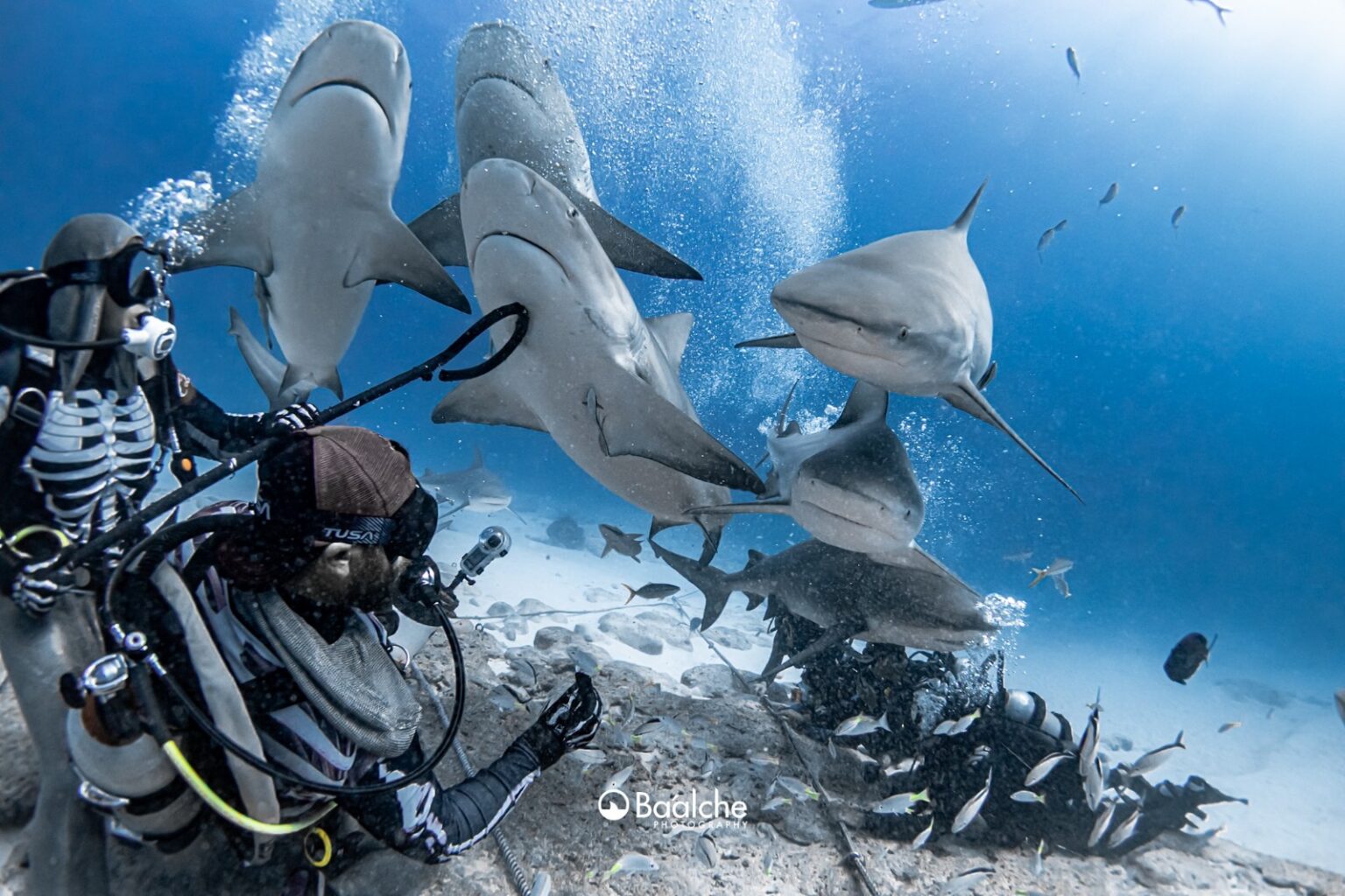 Identifican seis nuevas hembras de tiburón toro en Playa del Carmen