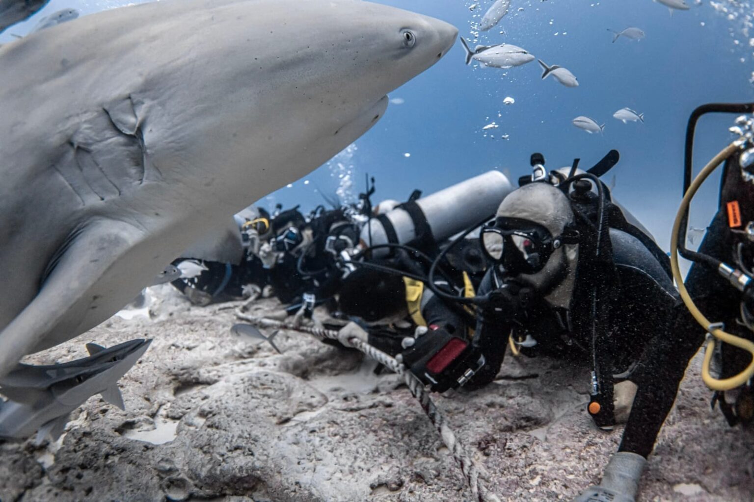 Conservación impulsa aumento de avistamientos de tiburones en el Caribe Mexicano