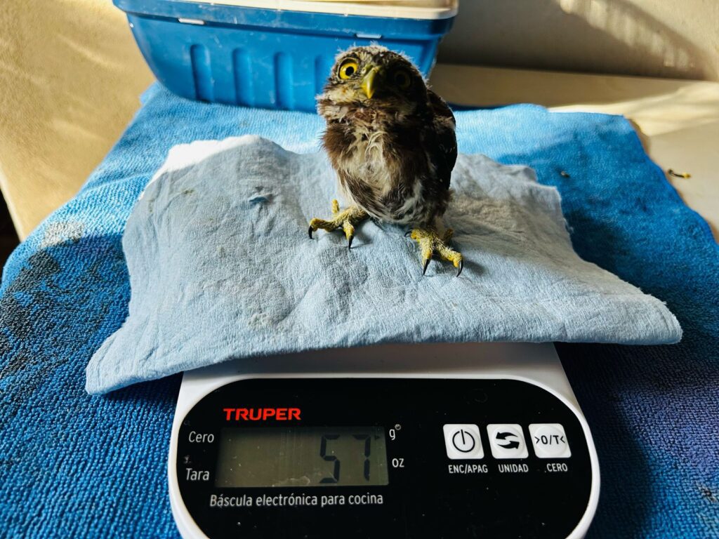 Realizan 768 rescates de fauna silvestre en Playa del Carmen durante 2025