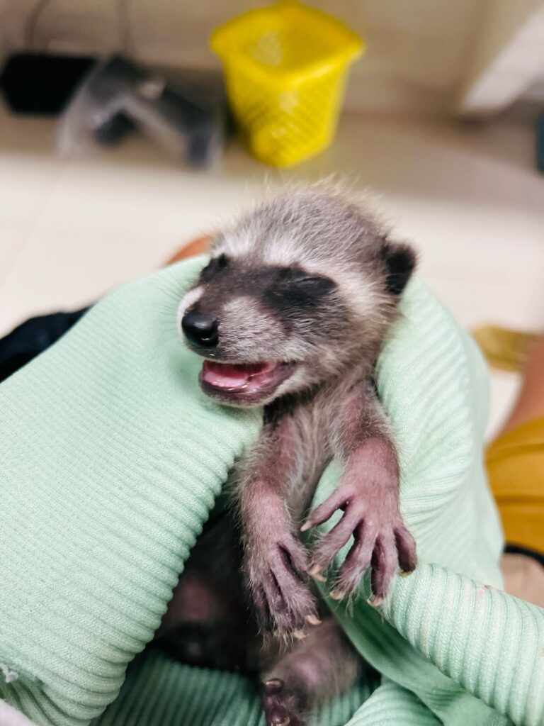 Realizan 768 rescates de fauna silvestre en Playa del Carmen durante 2025